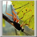 Dolichomitus sp - Schlupfwespe 22 32mm - OS-Hasbergen-Holzlagerplatz.jpg